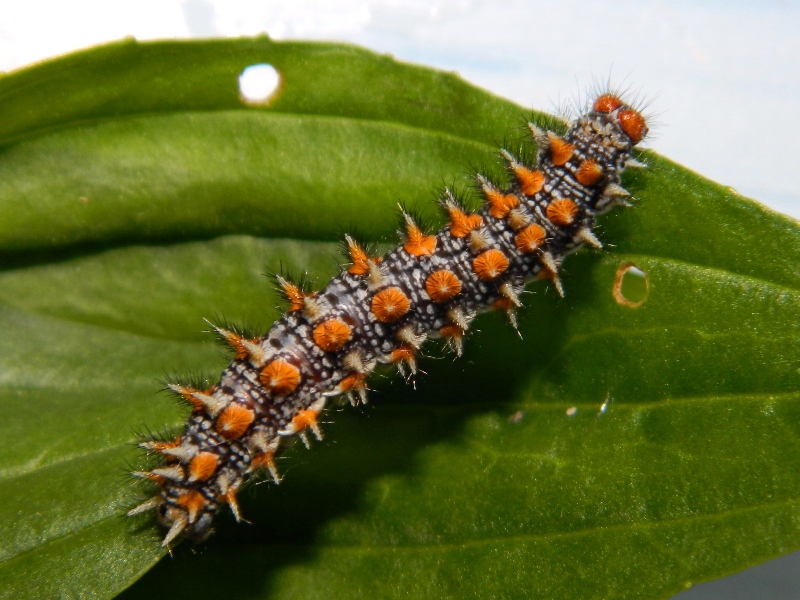 Una nuova Melitaea didyma